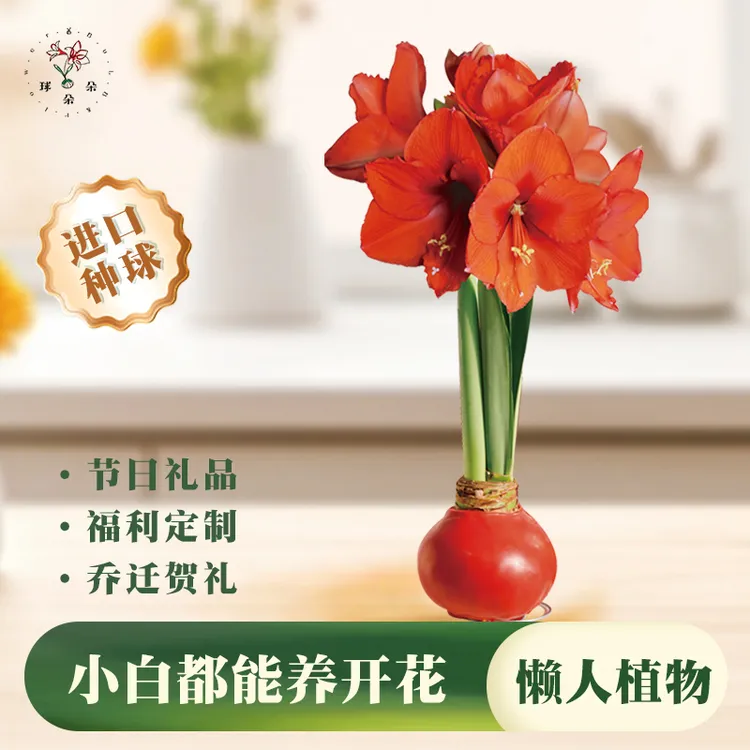 球朵朵节庆好礼蜡封朱顶红懒人花四季开花期长免养护喜庆好养花长