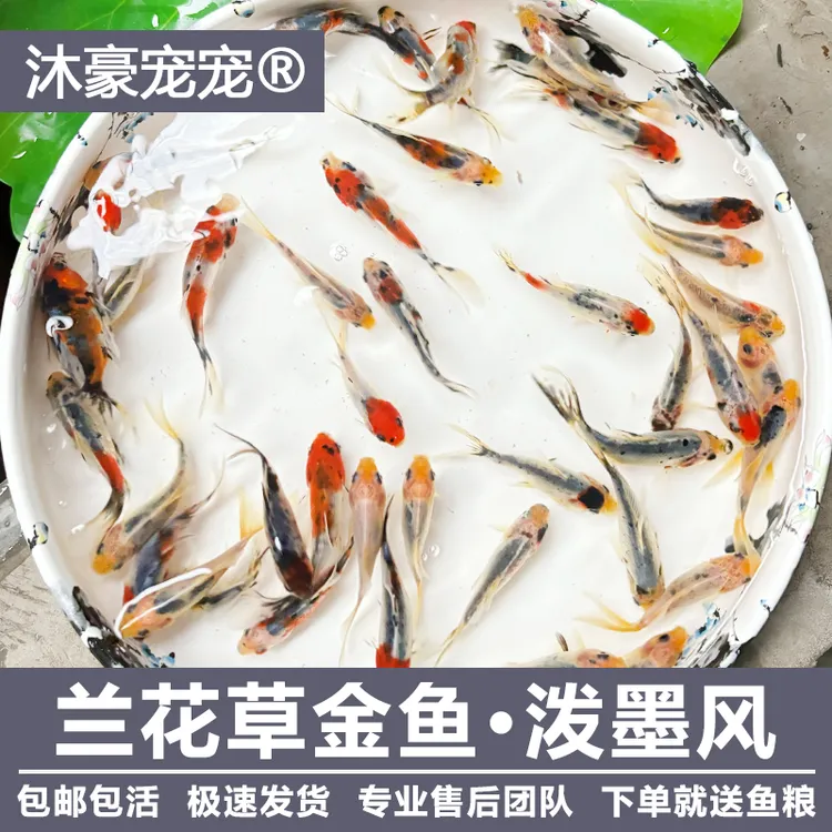 穗小二【兰花草金】观赏鱼冷水鱼淡水鱼好养耐活新手练手鱼五色草金
