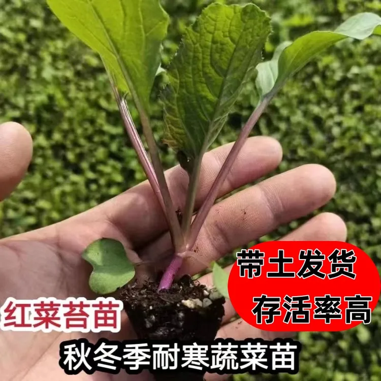 早熟高产红菜苔苗 秧苗 甜脆苔粗侧枝多抗寒易种植的红菜秧苗种子