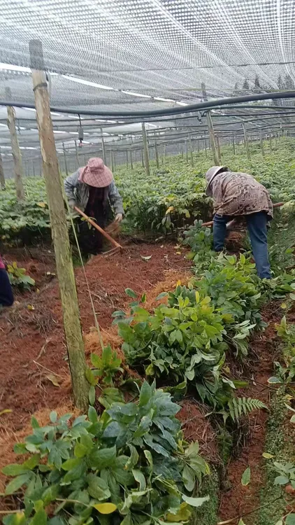 云南文山新鲜三七现挖整个田七现发泡酒煲汤500g包邮文山产地直发