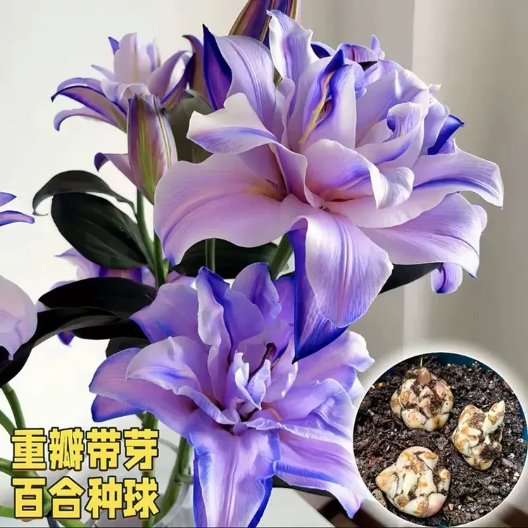 【紫霞仙子】重瓣香水百合花种球好养易活四季开花花卉阳台庭院盆栽