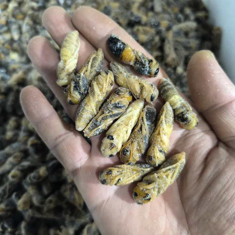 2025年东北新鲜黑蜂蛹昆虫食品