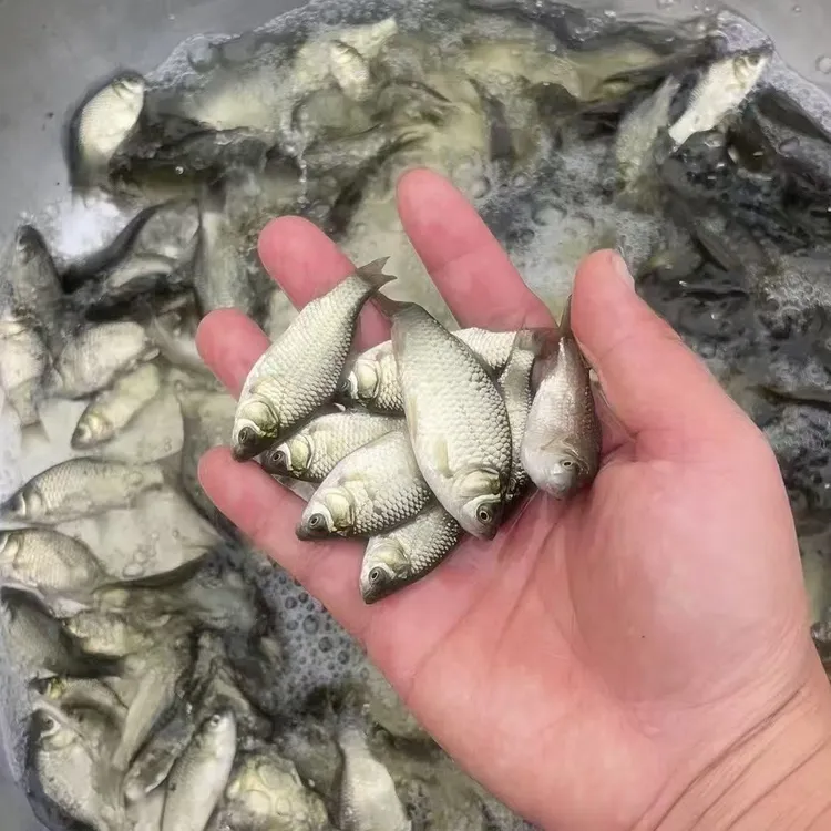 正宗中科5号鲫鱼麻鲫黄金鲫淡水活体可饲养可观赏的宠物鱼鲫鱼苗