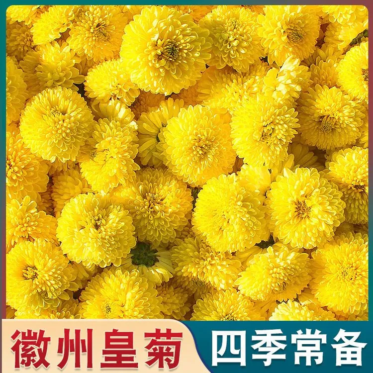 黄菊花新货菊花茶婺源皇菊桃菊徽州皇菊花优质金丝茶菊花散装