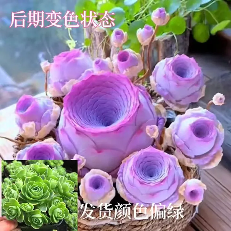 超萌山地玫瑰群生清仓多肉植物紫色招财玫瑰阳台办公室盆栽好养