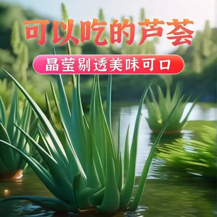 库拉索美容灌肤洗浴专用大芦荟~带根
