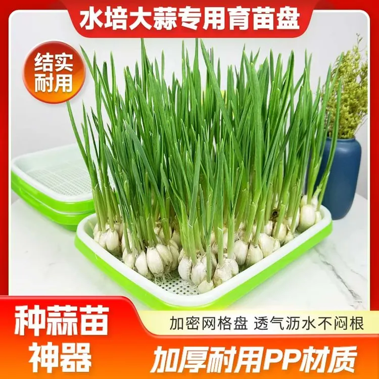 蒜苗种植盆蒜黄专用育苗托盘芽苗菜豌豆苗发豆芽种蒜神器水培器皿