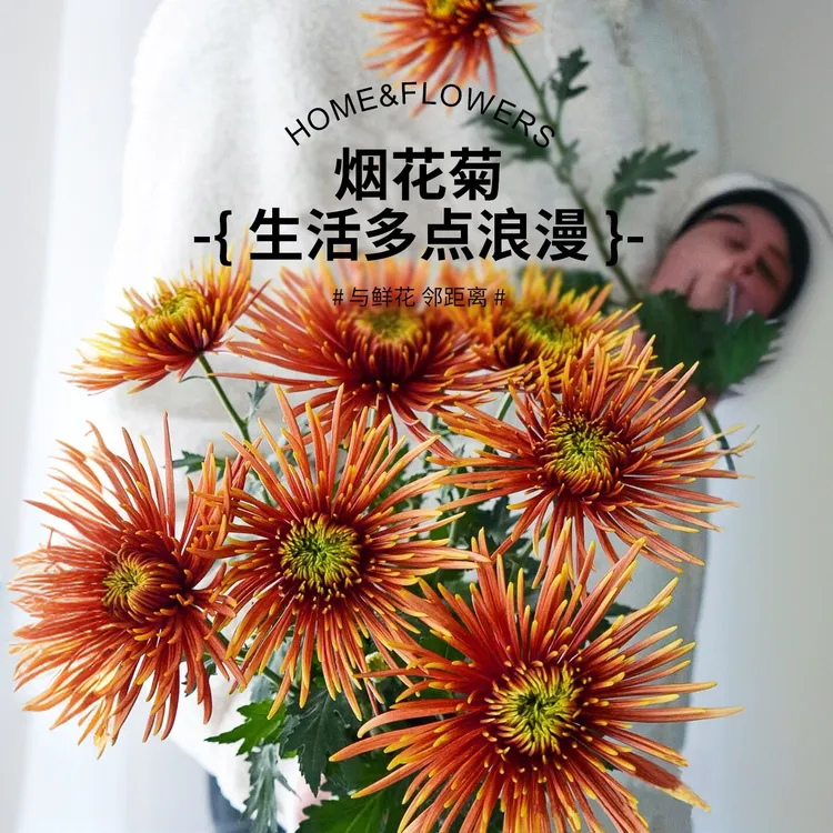 【百分号花卉】高品质小雏菊烟花菊（橙黄）鲜切花云南基地直发包邮
