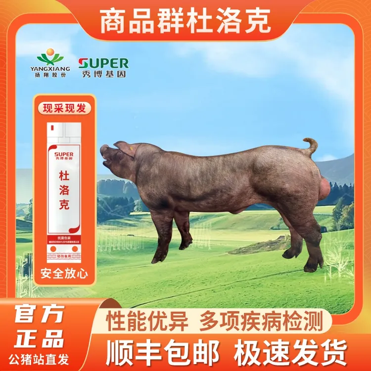 秀博秀博猪精杜洛克纯种公猪大白长白原种二元母猪种公猪猪精液