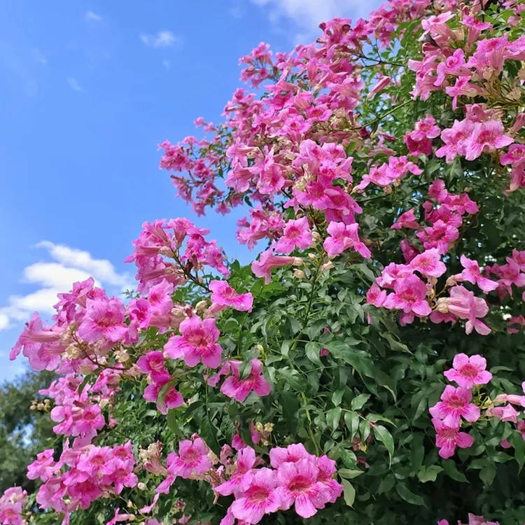 【俏妈花园专属】花自开粉凌霄花苗爬藤植物阳台耐热好养庭院
