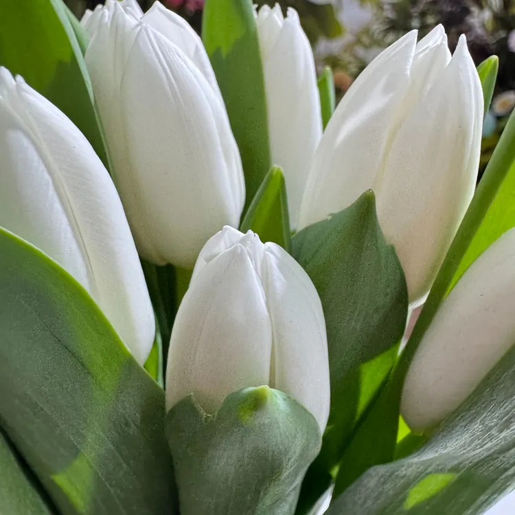 进口郁金香（白）A级