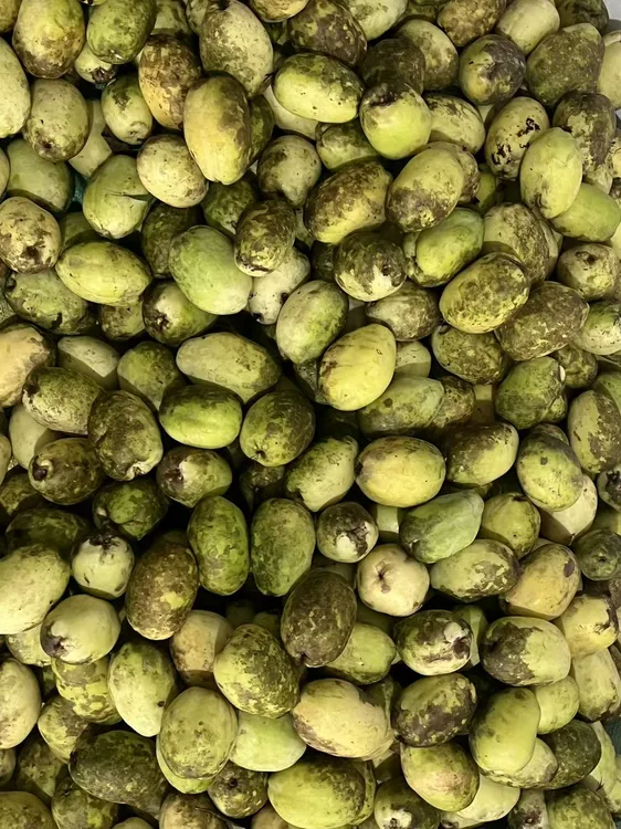 云南特产老品种酸木瓜新鲜采摘可生吃凉拌芒市水果现摘现发炖鸡