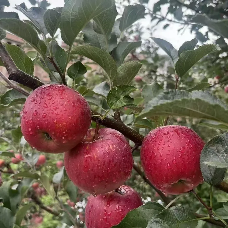 2025年云南高原丑苹果脆甜多汁冰糖心9斤净重新鲜现摘现发