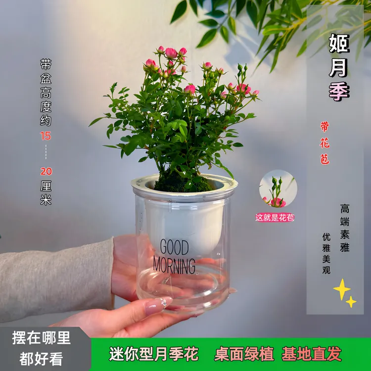 【带花带盆】 迷你超微姬月季苔藓球四季开花阳台桌面绿植花卉商品图