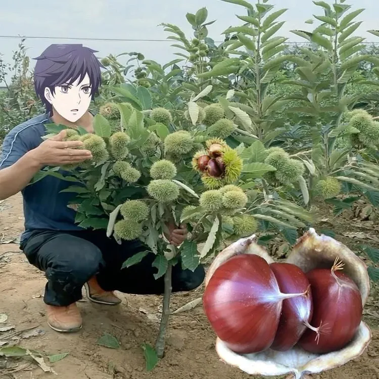 板栗树苗嫁接丰9号板栗苗果树苗地栽四季特大南北方种植当年结果