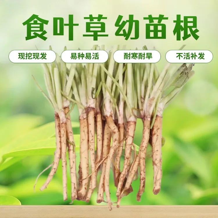 一代食叶草幼苗新鲜食叶草蛋白菜氨基酸菜阳台庭院均可现挖现发