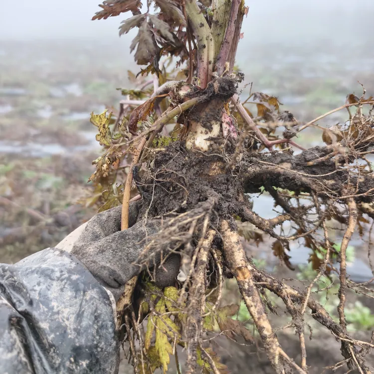 甘肃农户自家种植五六成干当归回家直接晾晒