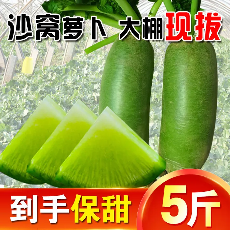 【正宗沙窝萝卜】小沙窝村脆甜（天星02）非潍坊沙窝水果萝卜