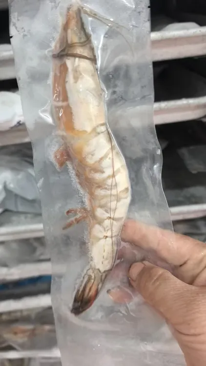 纯野生海捕大对虾