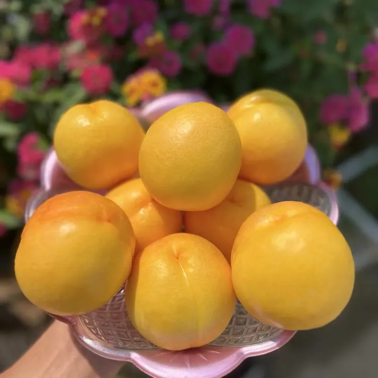 新鲜油桃会变软芒果油桃现摘现发蒙阴蜜桃晚熟芒果油桃