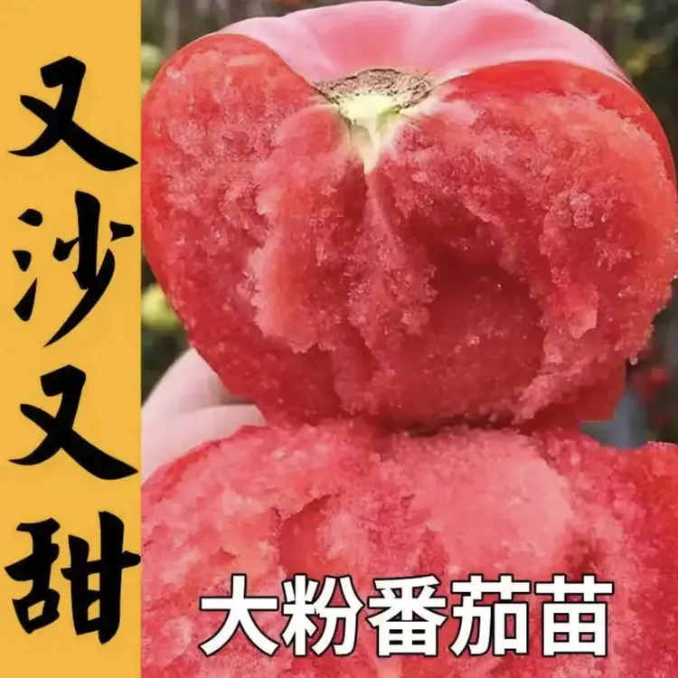 寿光厂家源头直发地栽盆栽【福利品】抗死颗高产毛粉番茄番茄苗秧苗