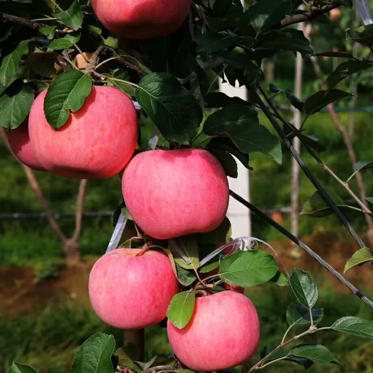 甘肃静宁红富士苹果高山种植福利果脆口多汁