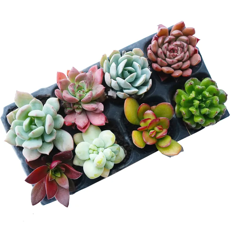 10颗多肉植物肉肉大棚基地直销组合盆栽花卉萌肉简单好养