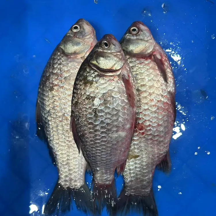 兴凯湖 二鲫鱼   