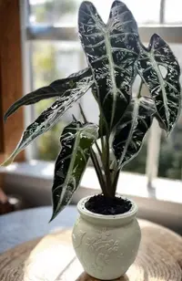Q【送梅花盆】小仙女海芋水培植物室内桌面盆栽耐阴花卉绿植