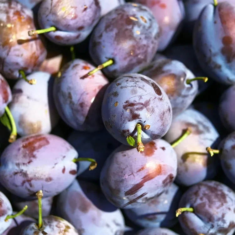 内蒙古高山自然熟蓝蜜西梅，香糯清甜皮薄汁足