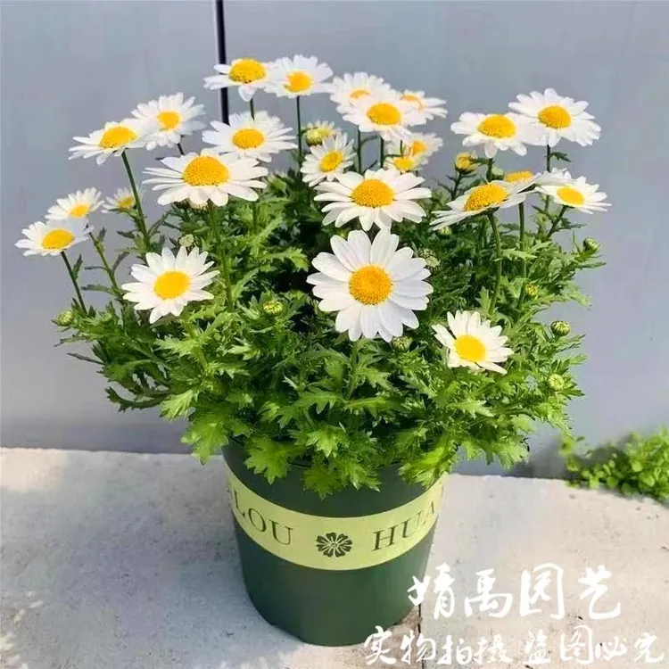 品牌折扣白金（晶）菊洋甘菊耐寒盆栽白色小雏菊花苗花期长阳台庭