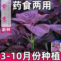【全店满五包包邮】大叶紫苏种子家庭农家蔬菜种子