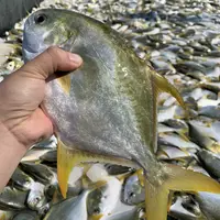 (5条装)深海大金鲳鱼400g-500g/条鲜活速冻非活发不帮杀
