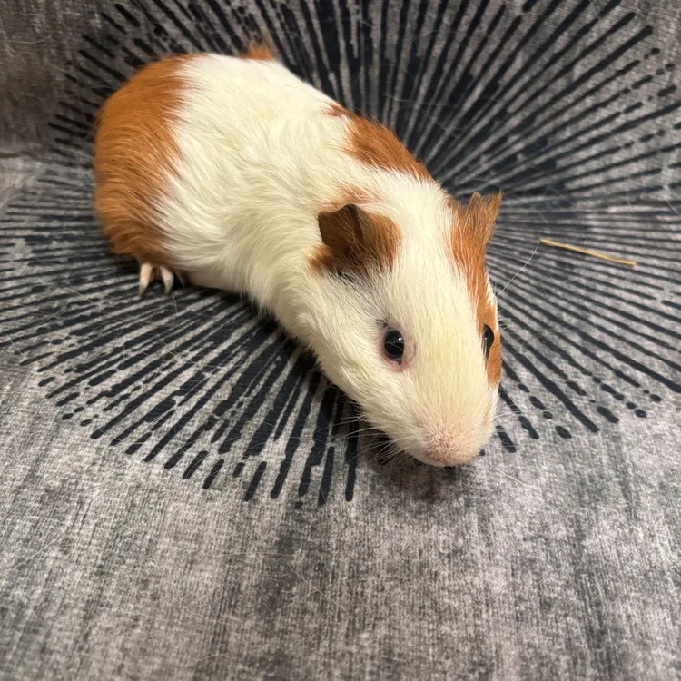 荷兰猪豚鼠2-3个月大（250-350克）