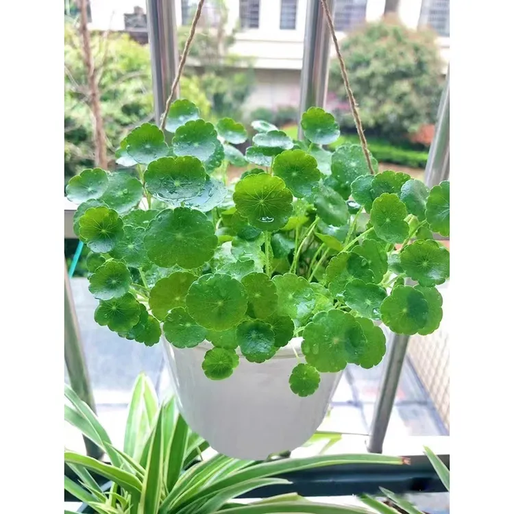 铜钱草种子土培水培铜钱草种子四季长绿金钱草种籽均可种植盆栽籽