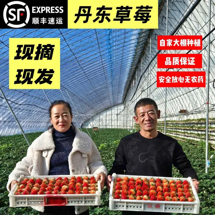 【正宗丹东99草莓】自家大棚产地现摘现发顺丰包邮