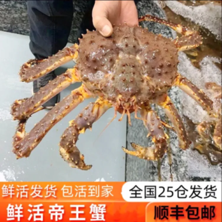 包活鲜活到家俄罗斯帝皇蟹进口深海帝皇蟹3.5-10斤超大帝王蟹