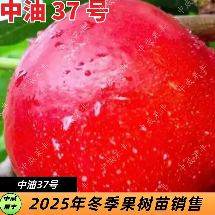 中油37号中晚熟黄肉油桃 7月中下旬成熟 口感脆甜自花授粉