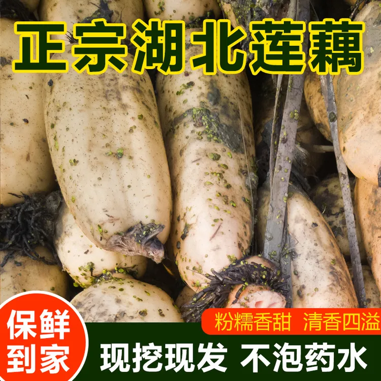 洪湖莲藕新鲜现挖糯米藕煲汤粉糯炖汤湖北特产九孔粉藕正宗红莲藕