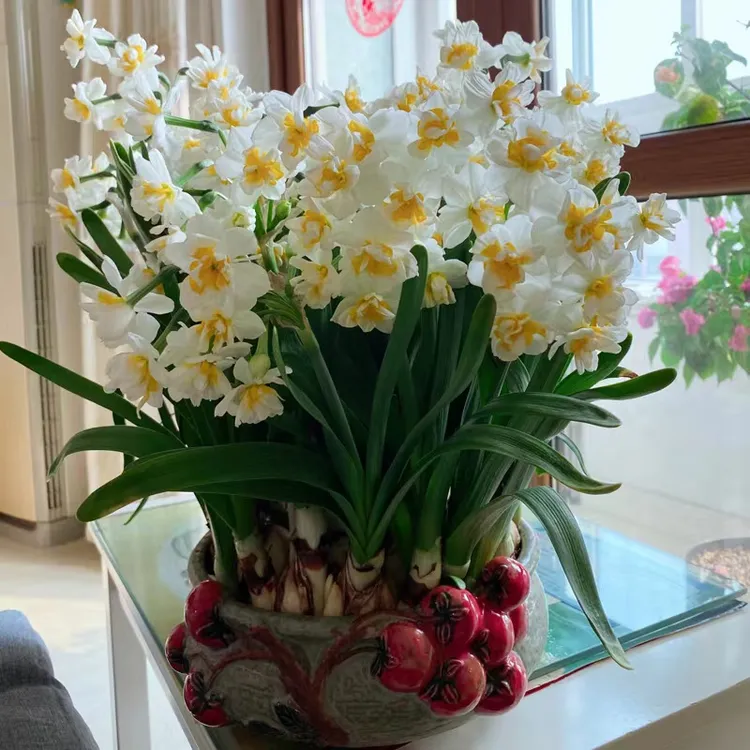 正宗漳州水仙花种球水培冬季重瓣花卉室内盆栽水养植物球根年宵花