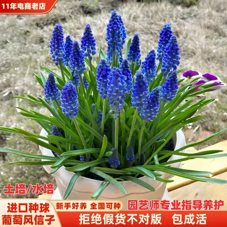 葡萄风信子进口种球多年生土培水培阳台办公室外盆栽庭院耐寒花卉