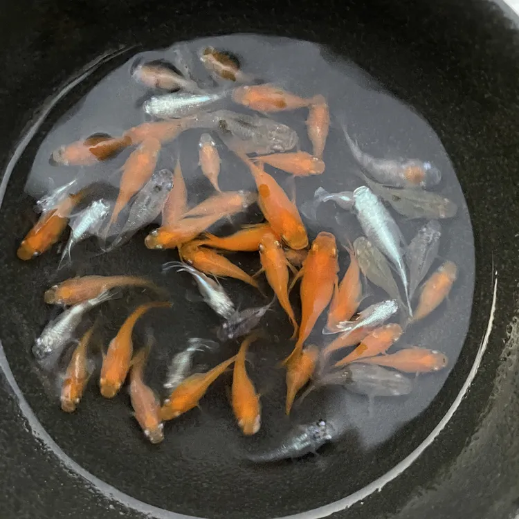 观背青鳉小型广温淡水观赏鱼不打氧好养易活