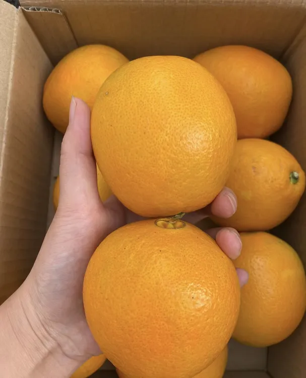 正宗江西赣南脐橙农家甜橙子现摘新鲜水果不催熟产地直发5斤10斤