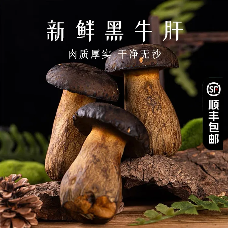 新鲜牛肝菌云南山珍新鲜黑牛肝菌煲汤食材产地直发顺丰空运包邮