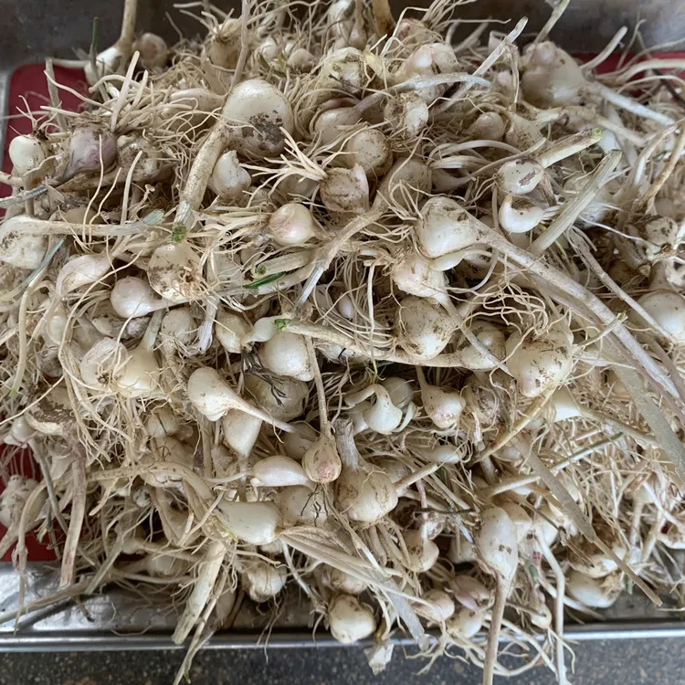 东北野生现挖小根蒜大脑瓜新鲜山野菜