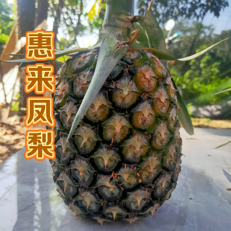 惠来圆墩高山甜菠萝凤梨应季水果切开即食香甜多汁圆墩菠萝