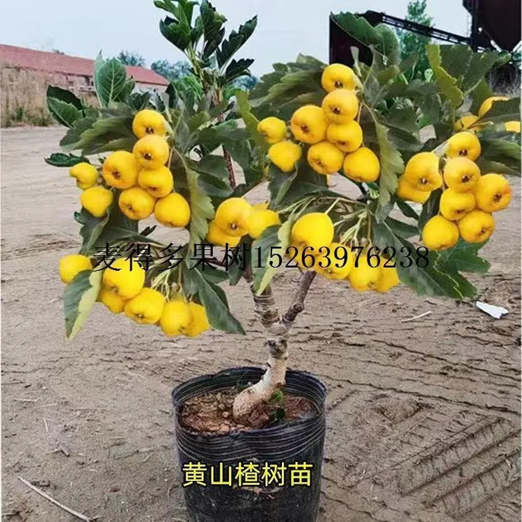 果树苗正宗黄金豆黄山楂树苗甜山楂大金星树嫁接山楂苗南北简单好