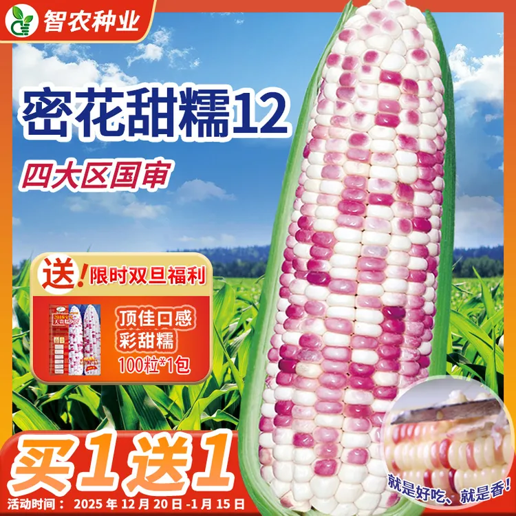 密花甜糯12号甜糯玉米种子杂交花糯玉米籽粘玉米种籽大全春季