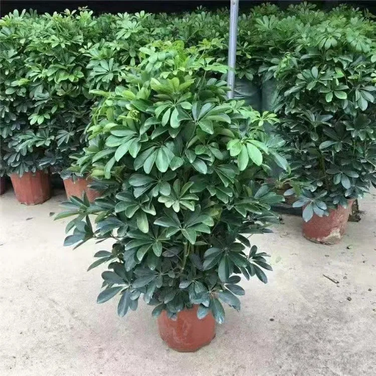 鸭脚木）净化空气