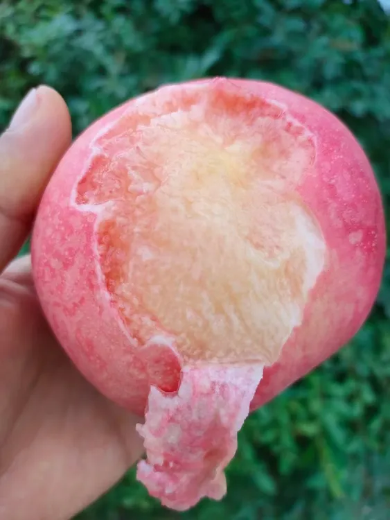 礼泉突围水蜜桃头茬新鲜桃子脆甜软硬两吃现摘当季